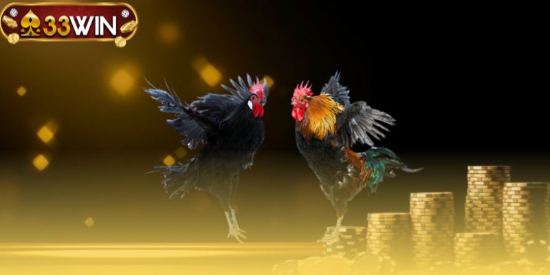 Trải nghiệm cá cược đấu chiến kê an toàn